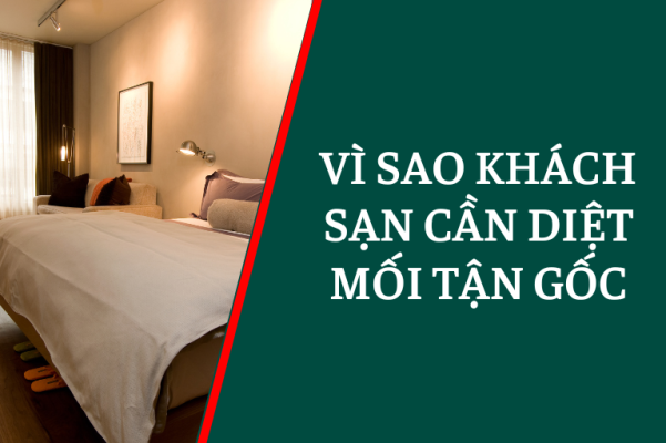 Vì sao cần phải diệt mối tận gốc tại các khách sạn?